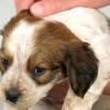 Fare il bagno a un cucciolo per la prima volta