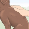 Identificazione di un cucciolo di razza labrador retriever