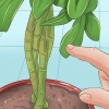 Potare una pianta di schefflera