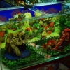 Prepara un acquario per tartarughe