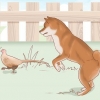 La scelta di un cucciolo di shiba inu