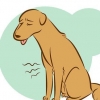 Riconoscere un cane morente