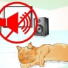Confortare un gatto morente