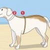 Lavorare a maglia un maglione per un cane