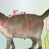 Realizzare un'imbracatura per il tuo gatto paffuto