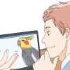 Comprare un cockatiel
