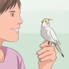 Addestrare un cockatiel a parlare