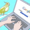 Toelettatura di un cockatiel
