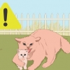 Catturare un gattino randagio