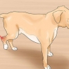 Trattare una distorsione in un cane