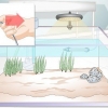 Acclima un pesce