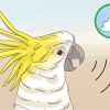 Lascia che un uccello in casa stia zitto