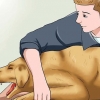 Come rimuovere una coda di volpe dal naso di un cane