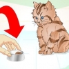 Far mangiare un gattino malato
