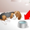 Aiutare un cane malato a bere