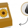Coltivare un girasole in una pentola