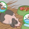 Aiutare una cavia incinta