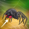 Identificazione di una vedova nera