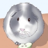 Assicurati che la tua cavia sia felice