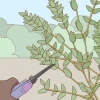 Conservazione dell'eucalipto