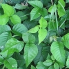 Identificazione dell'edera velenosa