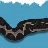 Riconosci i serpenti velenosi