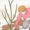 Potatura di alberi di melograno