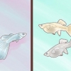 Guppy da riproduzione