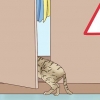 Riconosci che un gatto sta per partorire