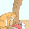 Riconosci se un gatto è un gatto randagio