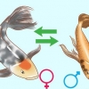 Determinazione del sesso di un pesce