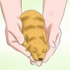Determinazione del sesso dei cuccioli