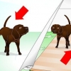 Disimparare il comportamento di marcatura del tuo cane