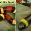 Essere in grado di distinguere tra un kingsnake e un coralsnake