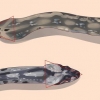 Guarda la differenza tra serpenti velenosi e non velenosi