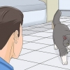 Guadagnare la fiducia di un gatto