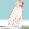 Incoraggiare i cani ad accoppiarsi