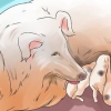 Fare in modo che i cani smettano di mangiare la cacca di cane