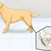Aiutare i cani con problemi articolari e rigidità
