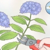 Taglia i fiori di ortensia
