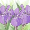 Iris in crescita