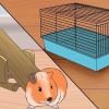 Rendere felice la tua cavia senza una seconda cavia
