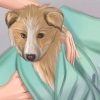 Assicurati che il tuo cane stia bene dopo il parto