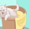 Chiedi scusa a un gatto