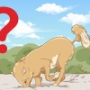 Impedisci al tuo cane di scavare