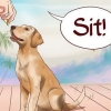 Insegna al tuo cane i comandi di base