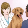Lascia che il tuo cane mangi cibo secco