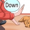 Dare al tuo cane un addestramento all'obbedienza prima che abbia 10 settimane