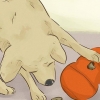 Rendere felice il tuo cane