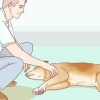 Aiutare il tuo cane con un ictus